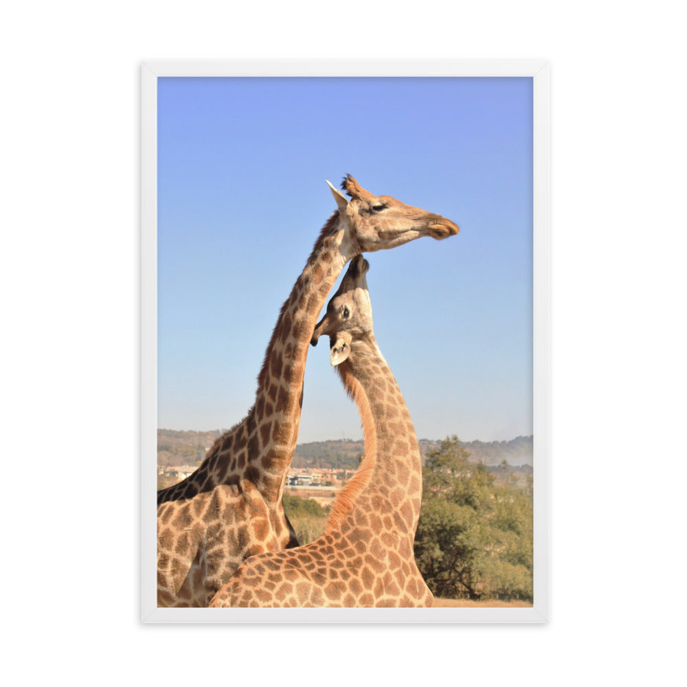 Giraffen - Poster im Rahmen Kuratoren von artlia Weiß / 50×70 cm artlia