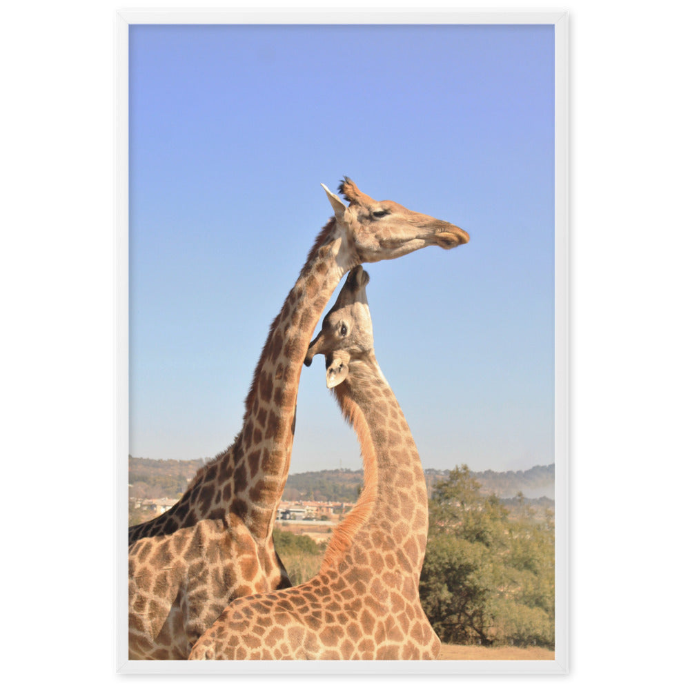 Giraffen - Poster im Rahmen Kuratoren von artlia Weiß / 61×91 cm artlia
