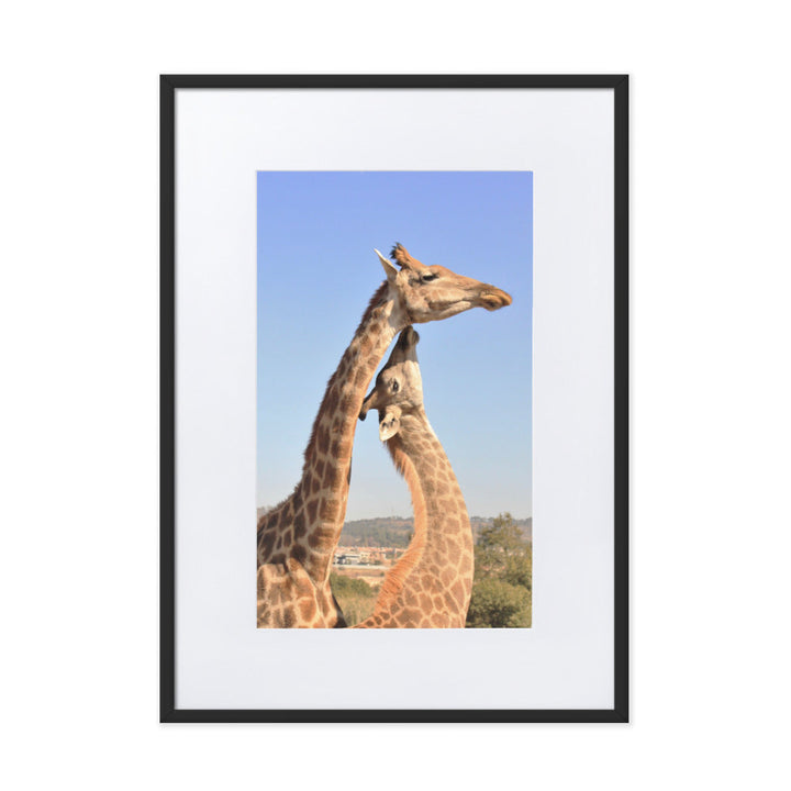 Giraffen - Poster im Rahmen mit Passepartout Kuratoren von artlia Schwarz / 50×70 cm artlia