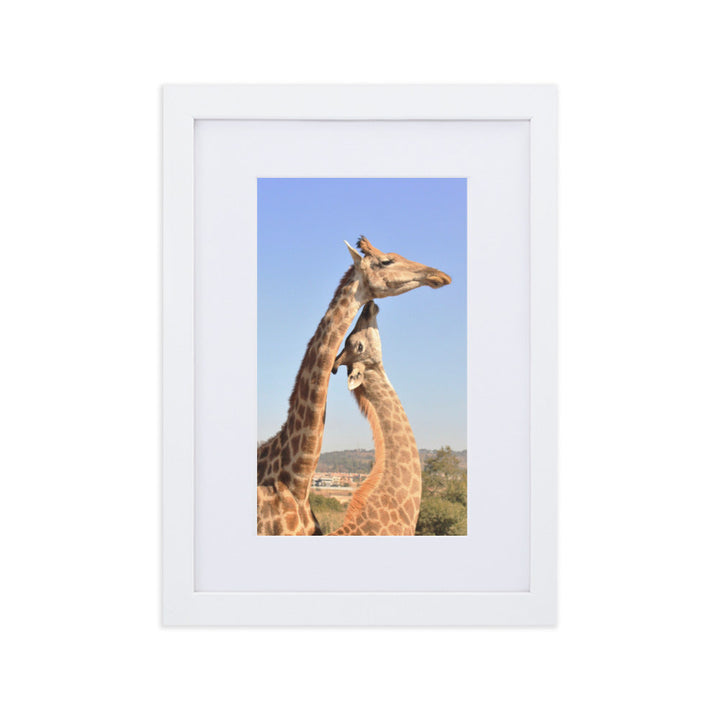 Giraffen - Poster im Rahmen mit Passepartout Kuratoren von artlia Weiß / 21×30 cm artlia
