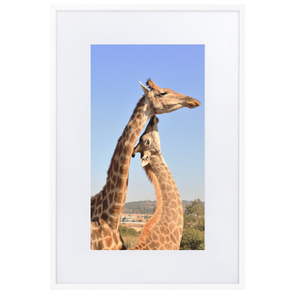 Giraffen - Poster im Rahmen mit Passepartout Kuratoren von artlia Weiß / 61×91 cm artlia