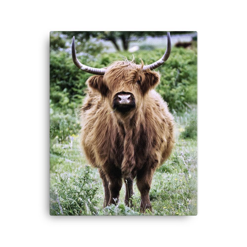 Highland cattle - Leinwand artlia 16×20 artlia