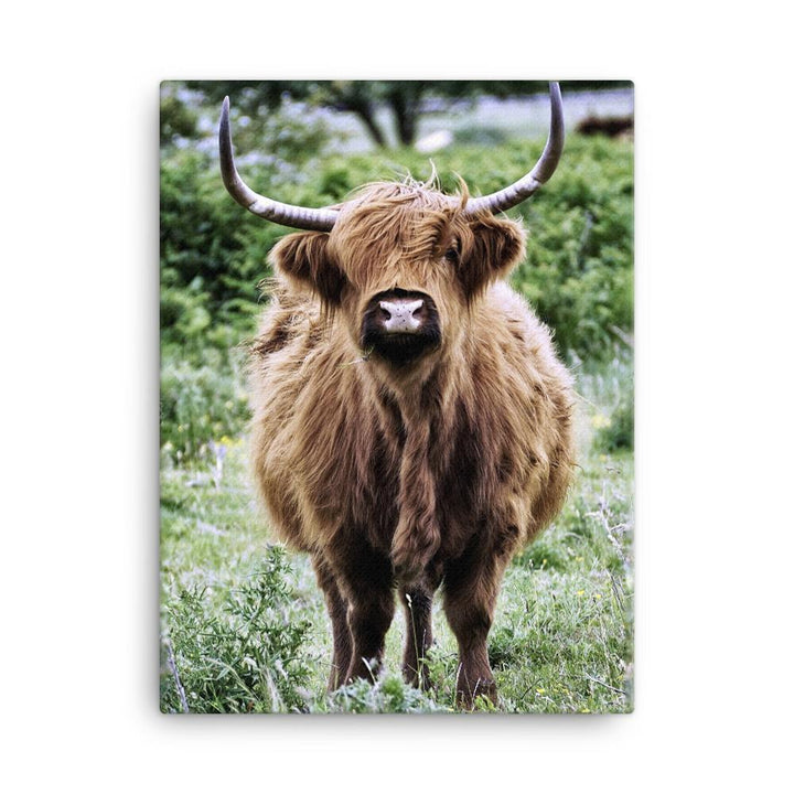 Highland cattle - Leinwand artlia 18×24 artlia