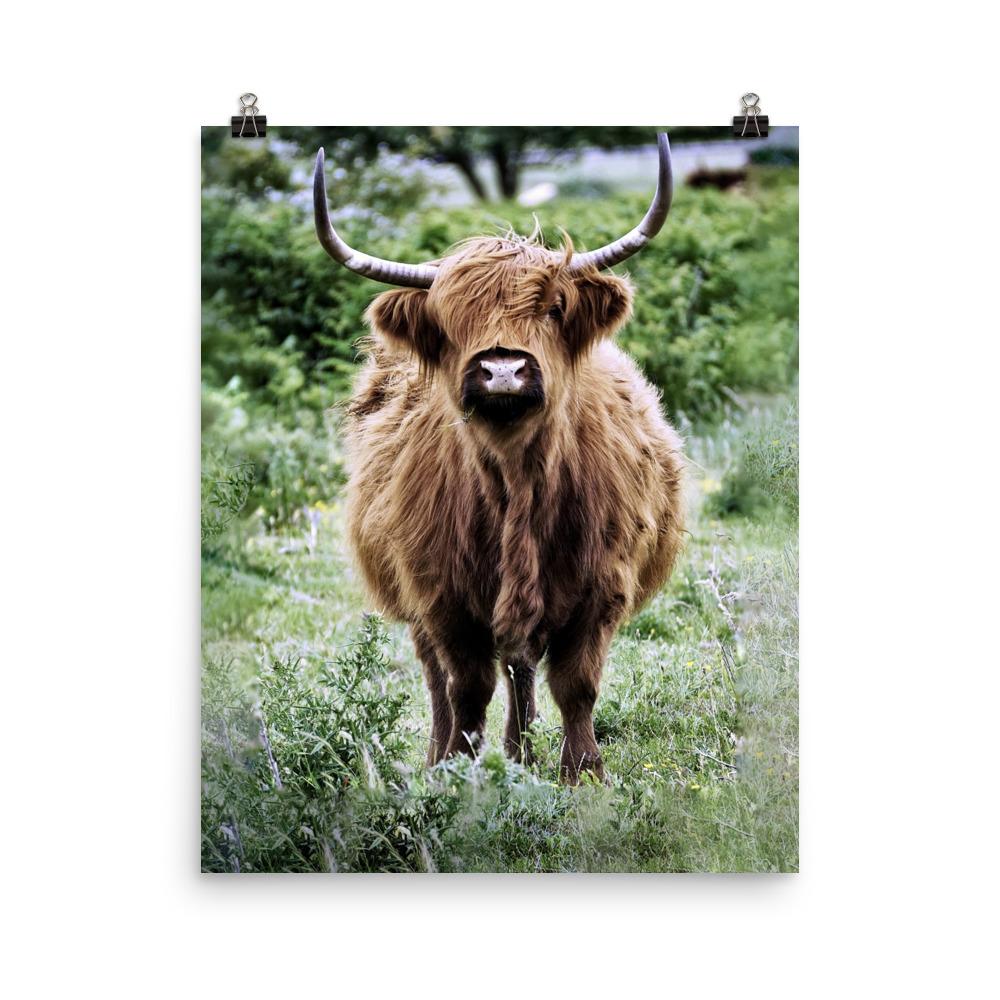 Highland cattle - Poster artlia 16×20 artlia