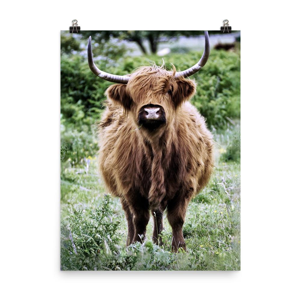 Highland cattle - Poster artlia 18×24 artlia