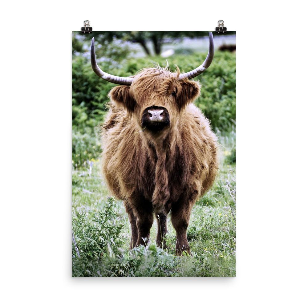 Highland cattle - Poster artlia 24×36 artlia