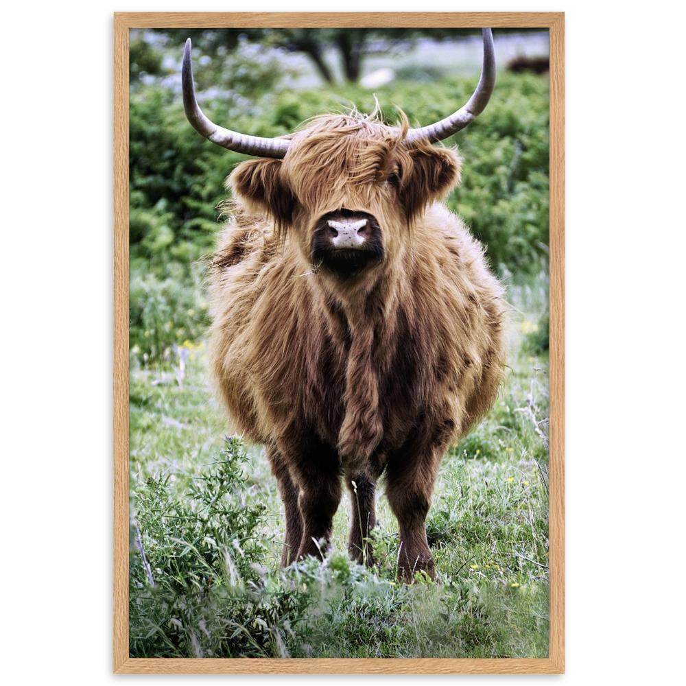 Highland cattle - Poster im Rahmen artlia Oak / 61×91 cm artlia