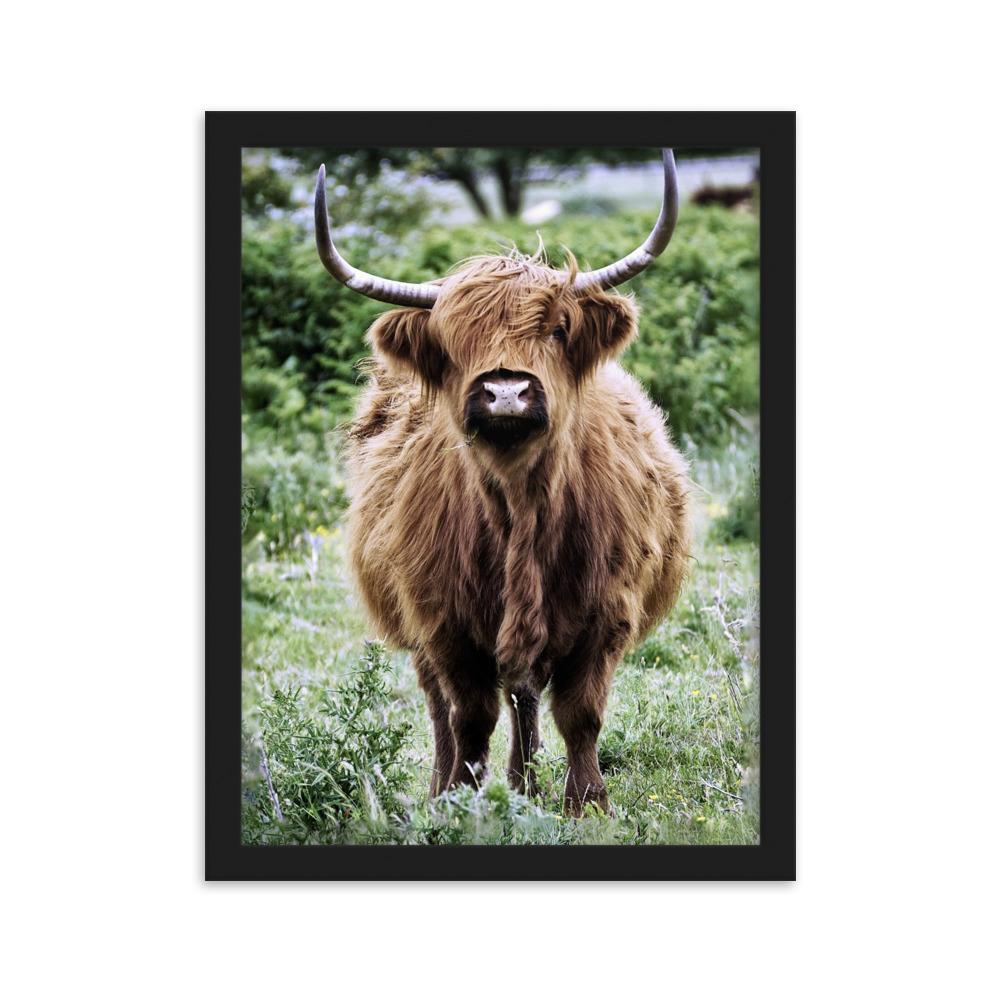 Highland cattle - Poster im Rahmen artlia Schwarz / 30×40 cm artlia