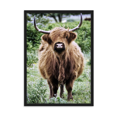 Highland cattle - Poster im Rahmen artlia Schwarz / 50×70 cm artlia