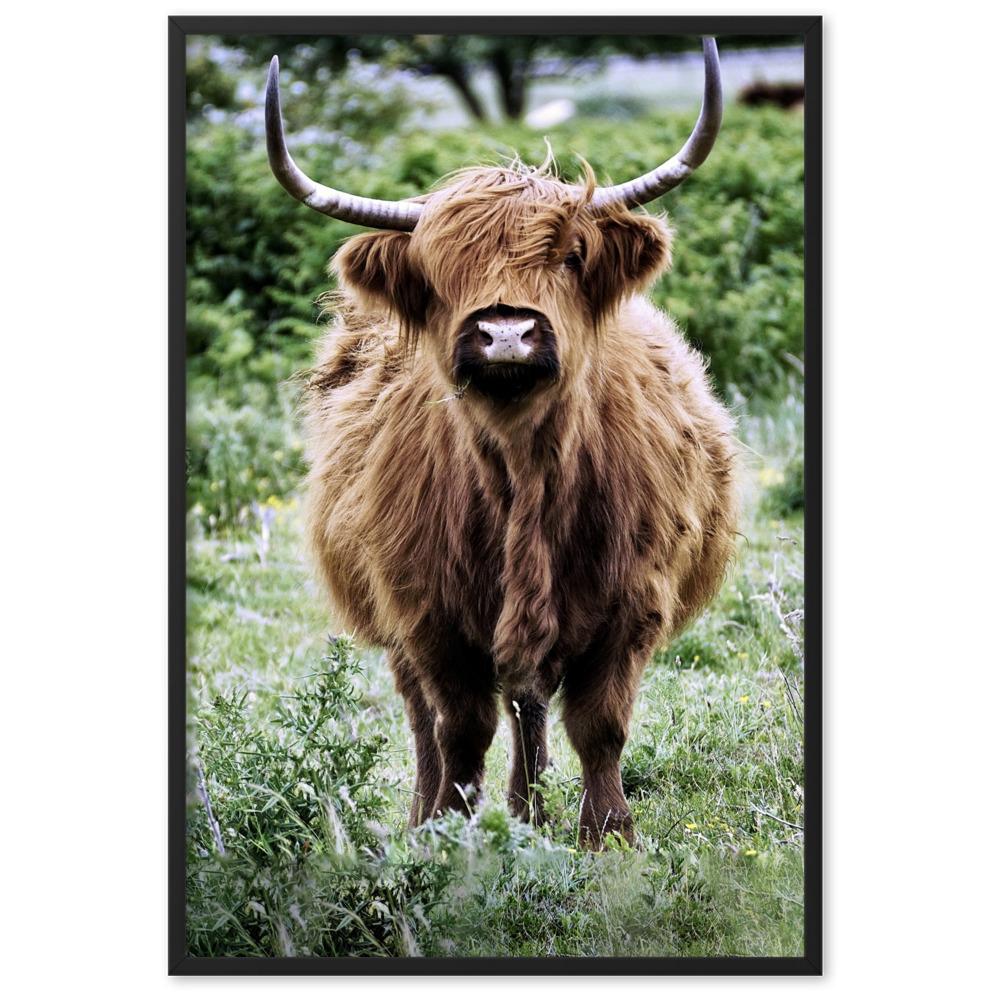Highland cattle - Poster im Rahmen artlia Schwarz / 61×91 cm artlia