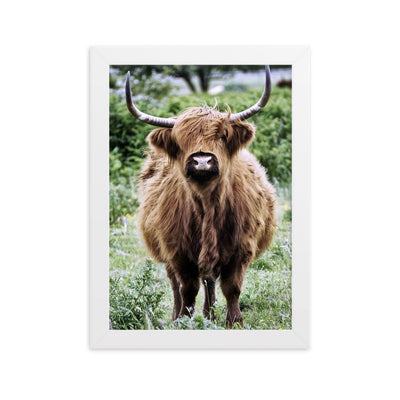 Highland cattle - Poster im Rahmen artlia Weiß / 21×30 cm artlia