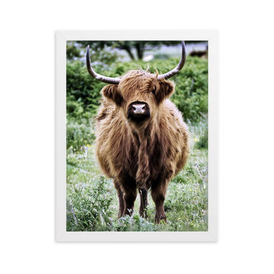 Highland cattle - Poster im Rahmen artlia Weiß / 30×40 cm artlia