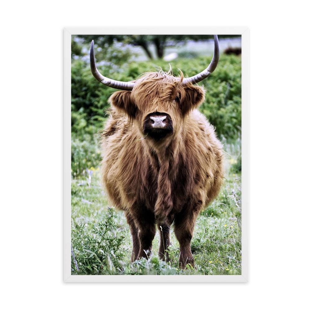 Highland cattle - Poster im Rahmen artlia Weiß / 50×70 cm artlia