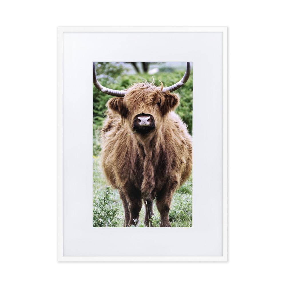Highland cattle - Poster im Rahmen mit Passepartout artlia Weiß / 50×70 cm artlia