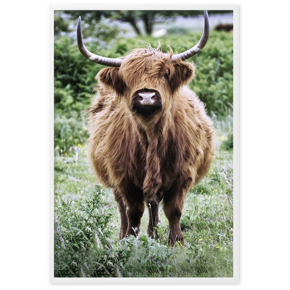 Highland cattle - Poster Kuratoren von artlia artlia