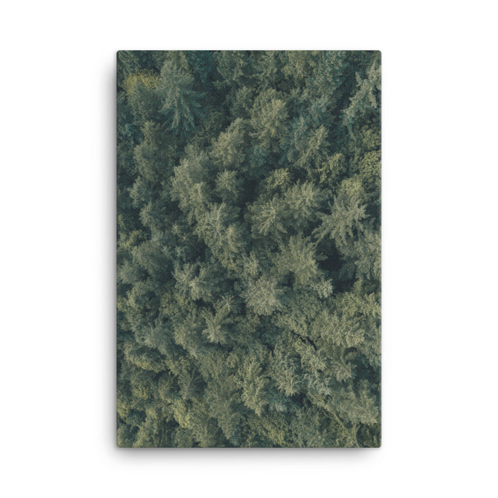 Kiefernwald Pine Forest - Leinwand Kuratoren von artlia 61x91 cm artlia