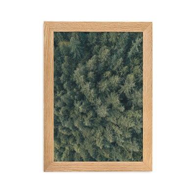 Kiefernwald Pine Forest - Poster im Rahmen Kuratoren von artlia Oak / 21×30 cm artlia