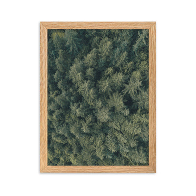 Kiefernwald Pine Forest - Poster im Rahmen Kuratoren von artlia Oak / 30×40 cm artlia