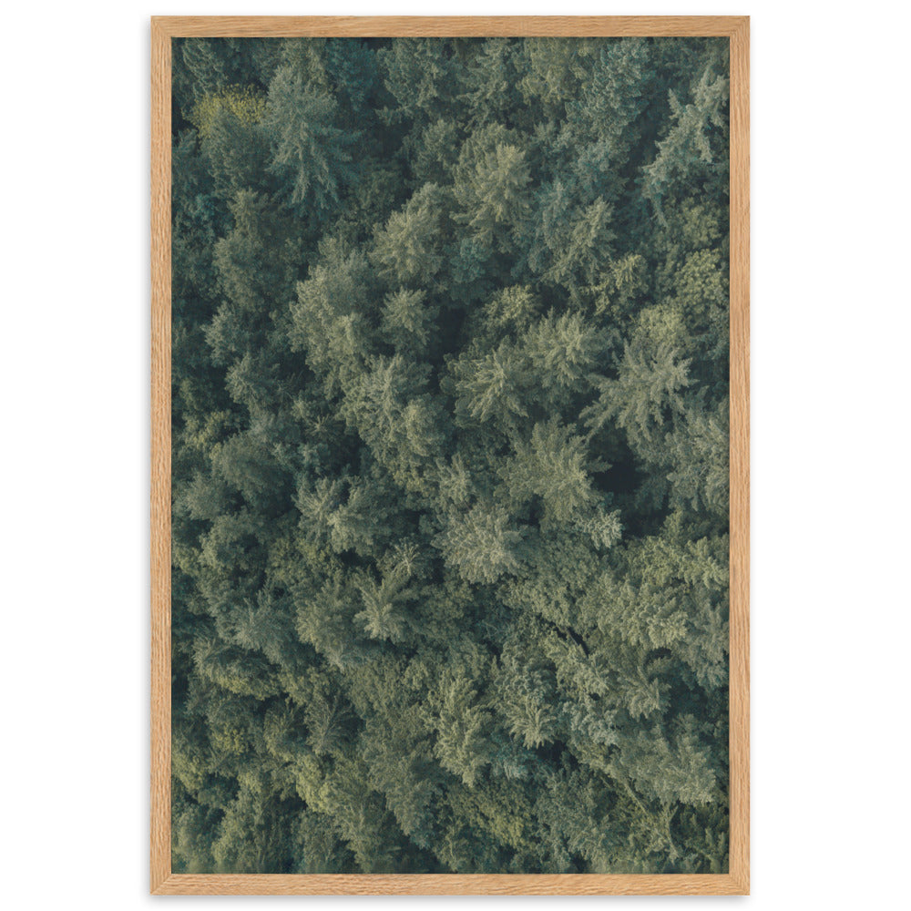 Kiefernwald Pine Forest - Poster im Rahmen Kuratoren von artlia Oak / 61×91 cm artlia