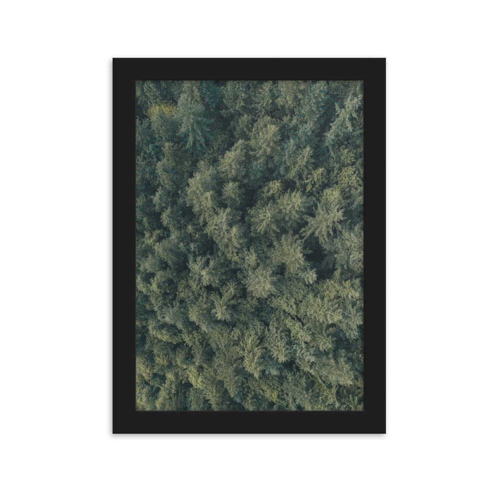 Kiefernwald Pine Forest - Poster im Rahmen Kuratoren von artlia Schwarz / 21×30 cm artlia