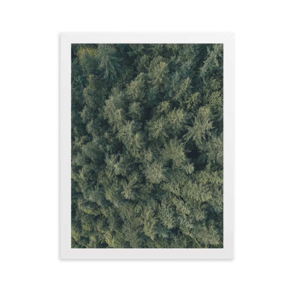 Kiefernwald Pine Forest - Poster im Rahmen Kuratoren von artlia Weiß / 30×40 cm artlia