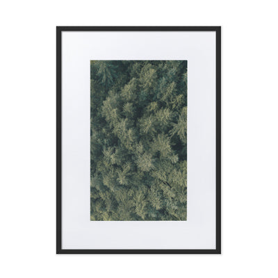 Kiefernwald Pine Forest - Poster im Rahmen mit Passepartout Kuratoren von artlia Schwarz / 50×70 cm artlia
