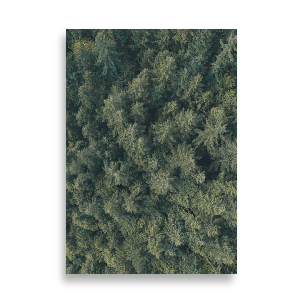 Kiefernwald Pine Forest - Poster Kuratoren von artlia 21×30 cm artlia