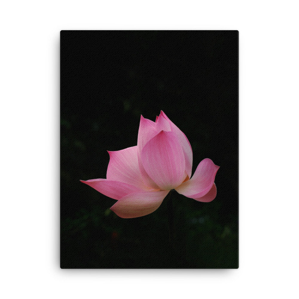 Leinwand - Lotus Seerose Kuratoren von artlia 30x41 cm artlia