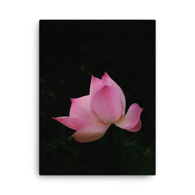 Leinwand - Lotus Seerose Kuratoren von artlia 30x41 cm artlia