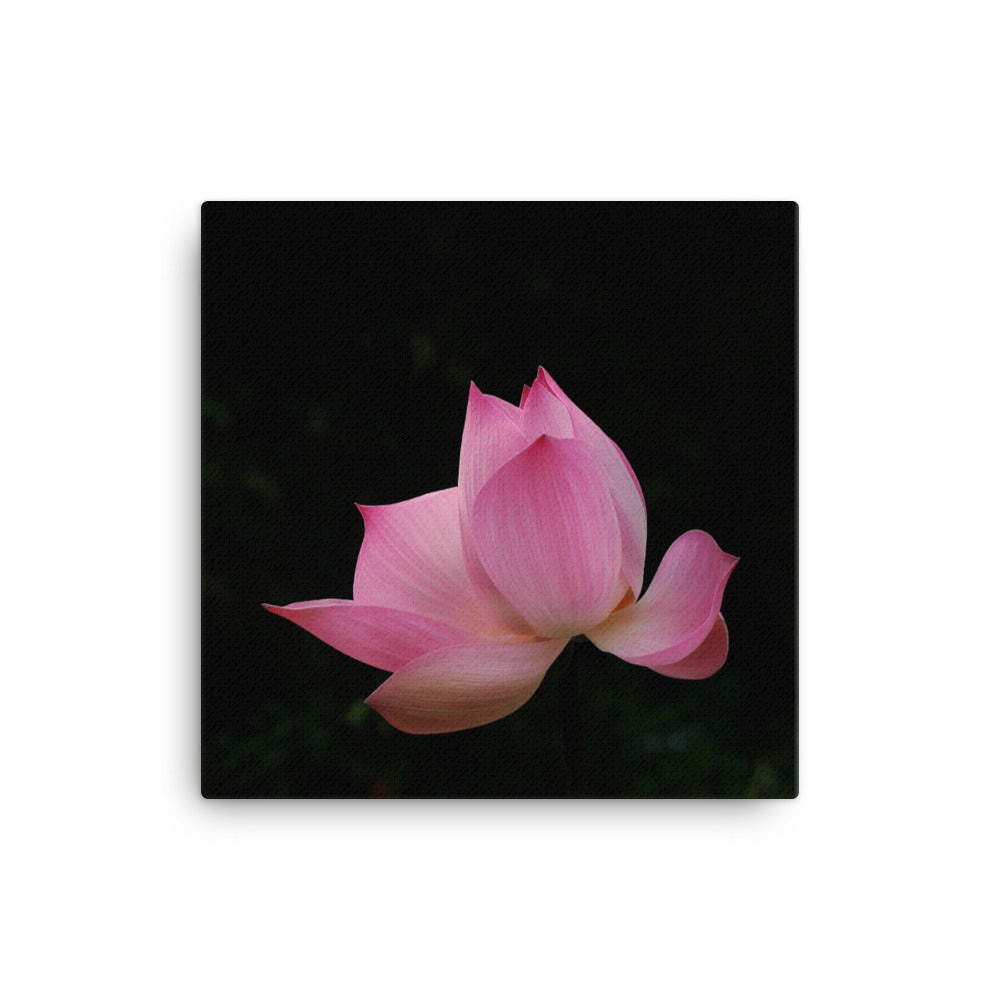 Leinwand - Lotus Seerose Kuratoren von artlia 41x41 cm artlia