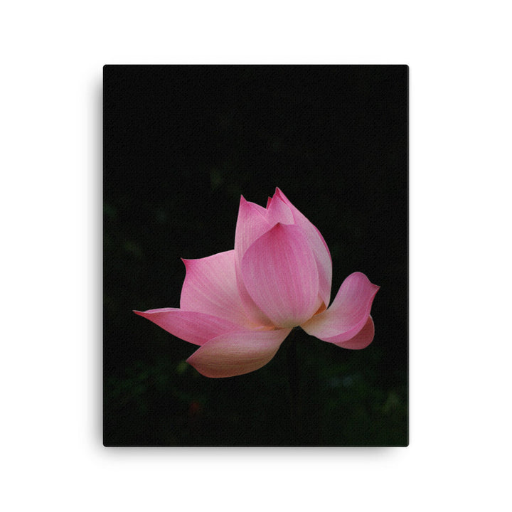 Leinwand - Lotus Seerose Kuratoren von artlia 41x51 cm artlia
