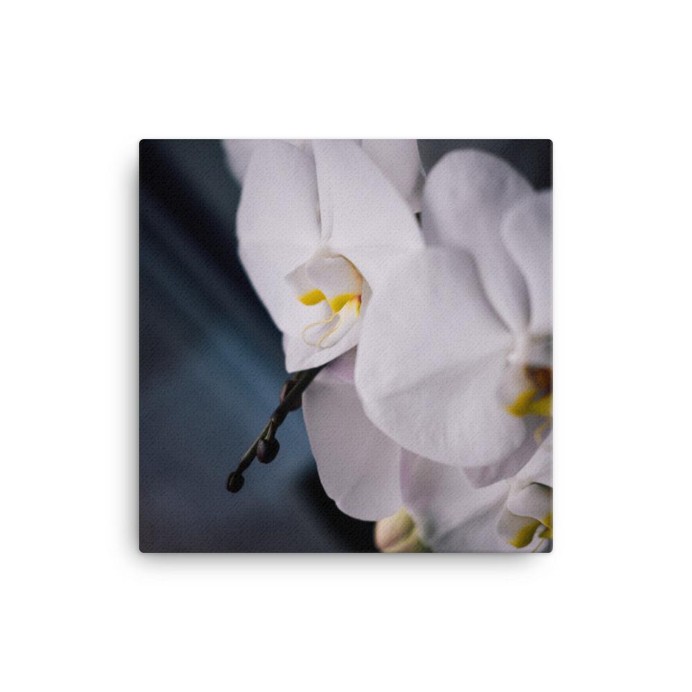 Orchid 02 - Leinwand Kuratoren von artlia 30x30 cm artlia