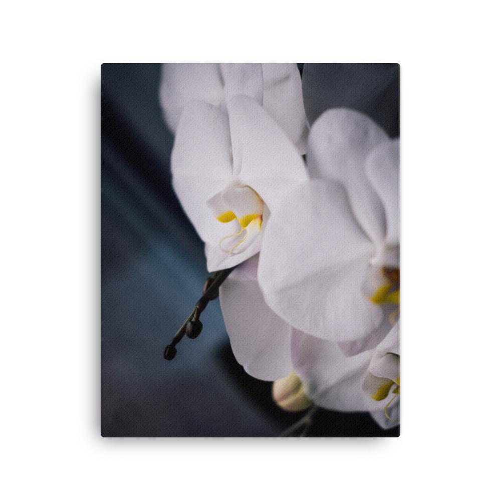 Orchid 02 - canvas
