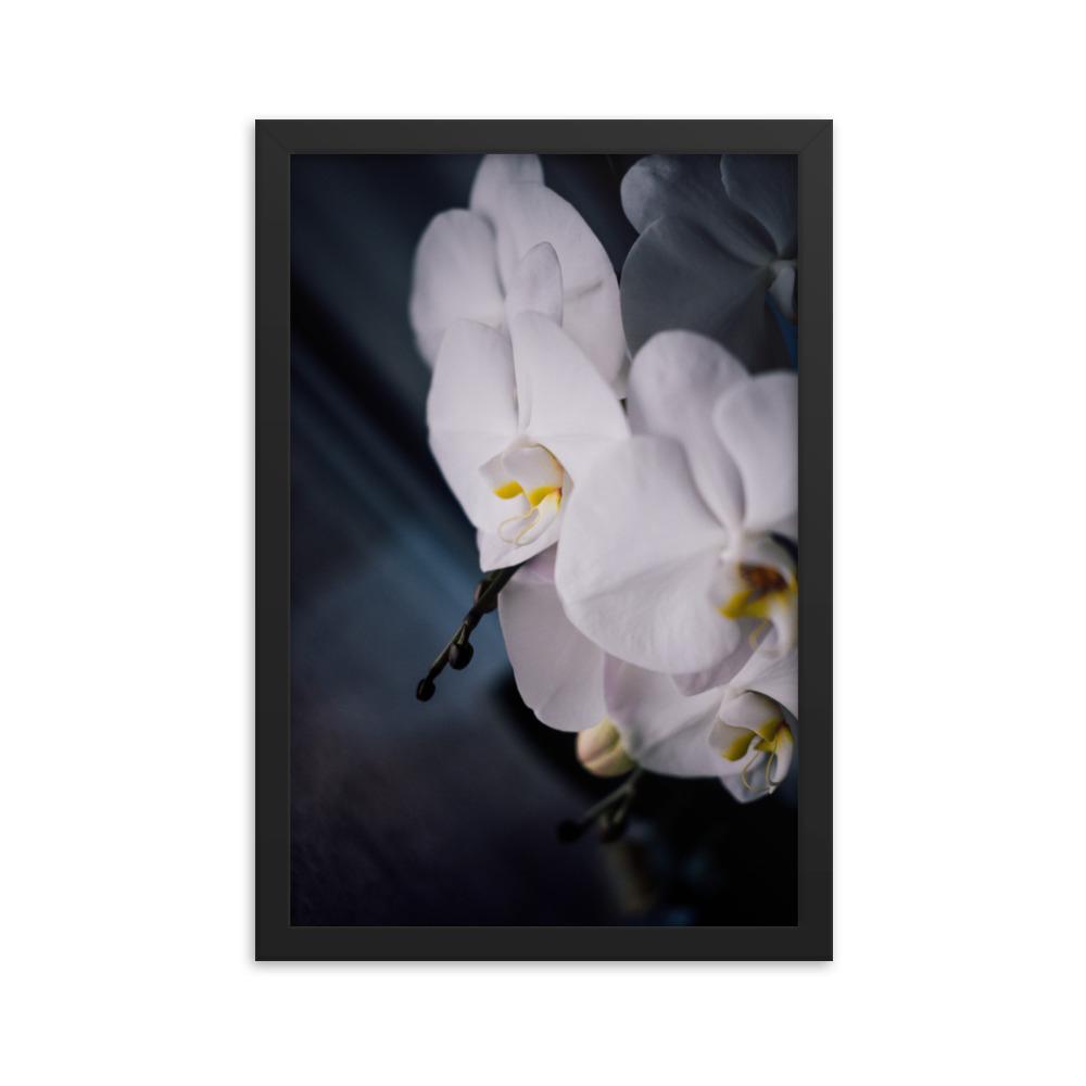 Orchid 02 - Poster im Rahmen Kuratoren von artlia schwarz / 30x45 cm artlia