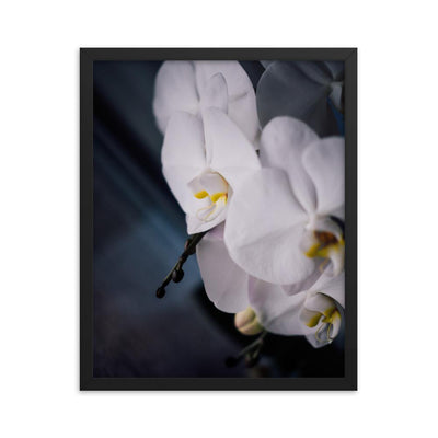 Orchid 02 - Poster im Rahmen Kuratoren von artlia schwarz / 41x51 cm artlia