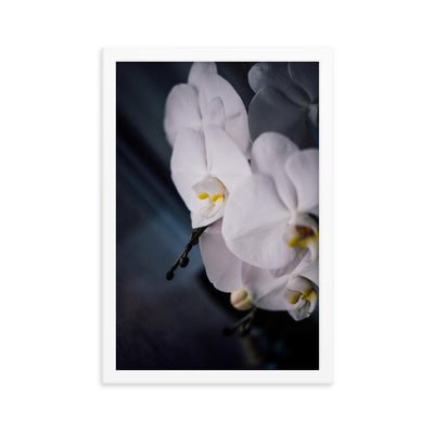 Orchid 02 - Poster im Rahmen Kuratoren von artlia weiß / 30x45 cm artlia
