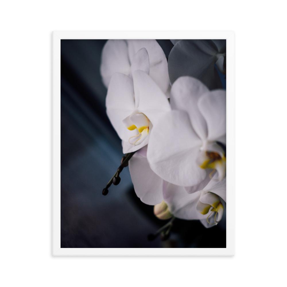 Orchid 02 - Poster im Rahmen Kuratoren von artlia weiß / 41x51 cm artlia