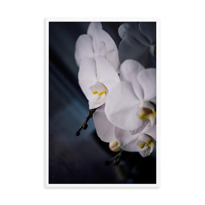 Orchid 02 - Poster im Rahmen Kuratoren von artlia weiß / 61x91 cm artlia