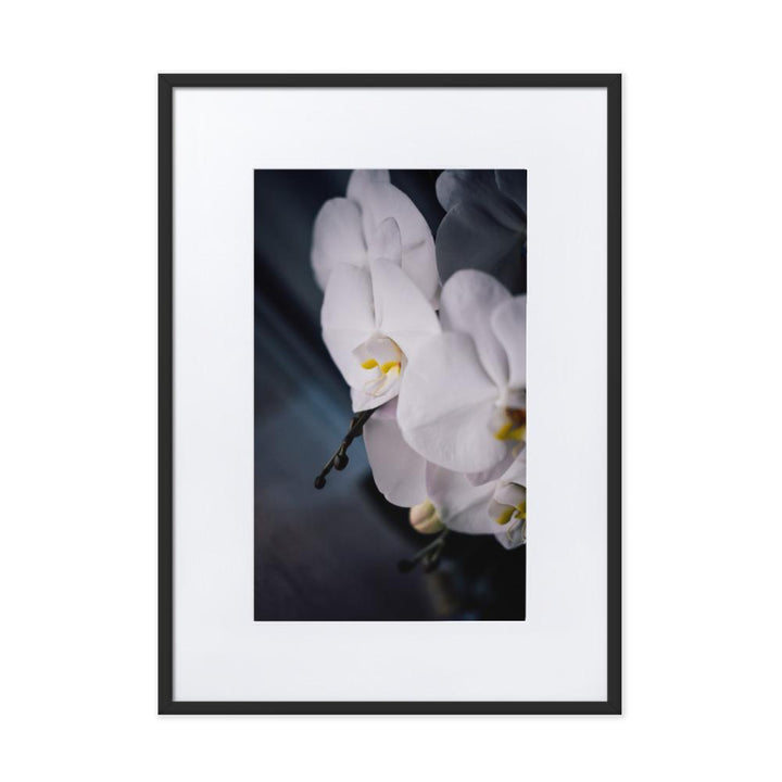 Orchid 02 - Poster im Rahmen mit Passepartout Kuratoren von artlia schwarz / 50×70 cm artlia