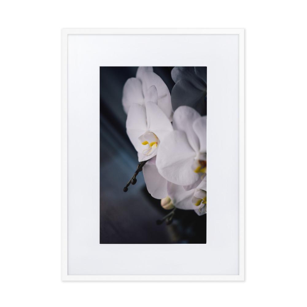 Orchid 02 - Poster im Rahmen mit Passepartout Kuratoren von artlia weiß / 50×70 cm artlia