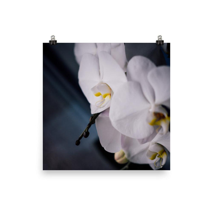 Orchid 02 - Poster Kuratoren von artlia 25x25 cm artlia