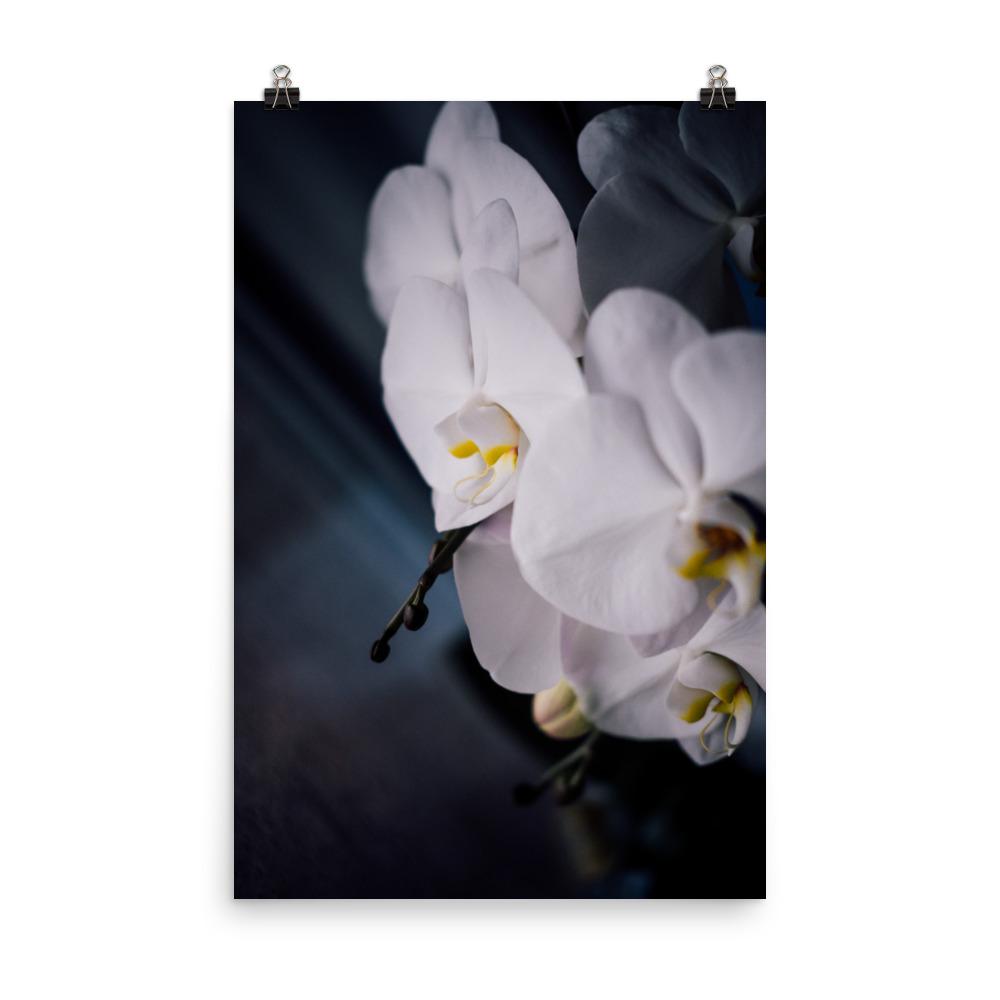 Orchid 02 - Poster Kuratoren von artlia 30x45 cm artlia