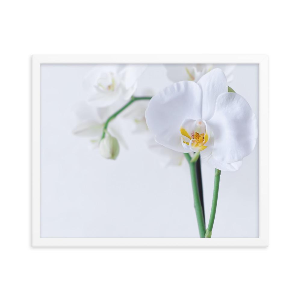 Orchid 03 - Poster im Rahmen Kuratoren von artlia weiß / 41x51 cm artlia