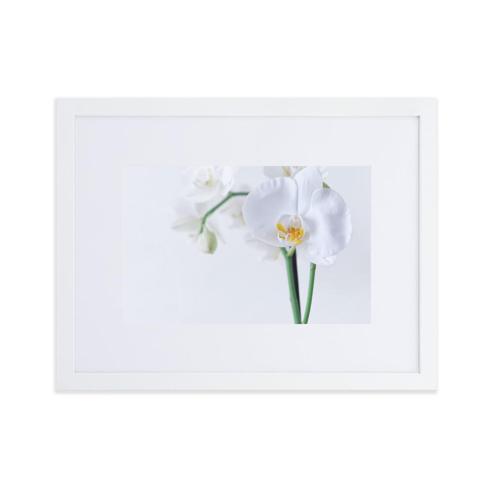 Orchid 03 - Poster im Rahmen mit Passepartout Kuratoren von artlia Weiß / 30×40 cm artlia