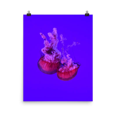 Pinke Qualle - Poster Kuratoren von artlia 41x51 cm artlia