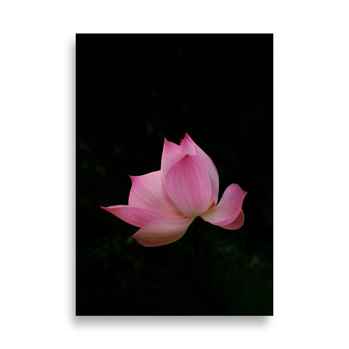 Poster - Lotus Seerose Kuratoren von artlia 21×30 cm artlia