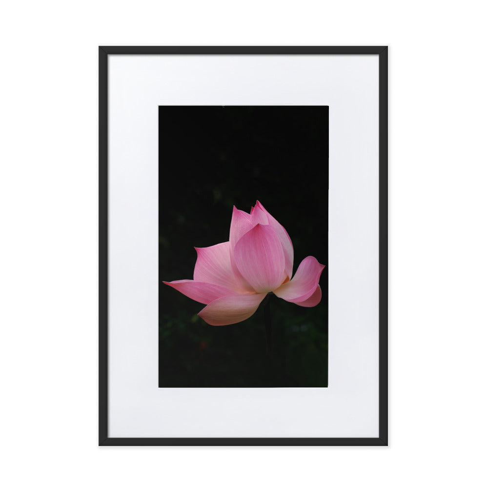Poster mit Passepartout - Lotus Seerose Kuratoren von artlia Schwarz / 50×70 cm artlia