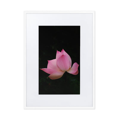 Poster mit Passepartout - Lotus Seerose Kuratoren von artlia Weiß / 50×70 cm artlia