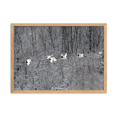 Poster mit Rahmen - fliegende Kranichfamilie Young Han Song Oak / 50×70 cm artlia