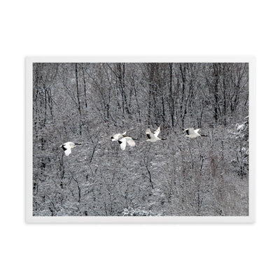 Poster mit Rahmen - fliegende Kranichfamilie Young Han Song Weiß / 50×70 cm artlia